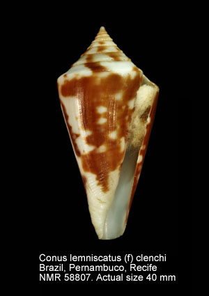 Conus lemniscatus (f) clenchi.jpg - Conus lemniscatus (f) clenchiMartins,1945